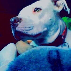 Meet your Posher, Daisy